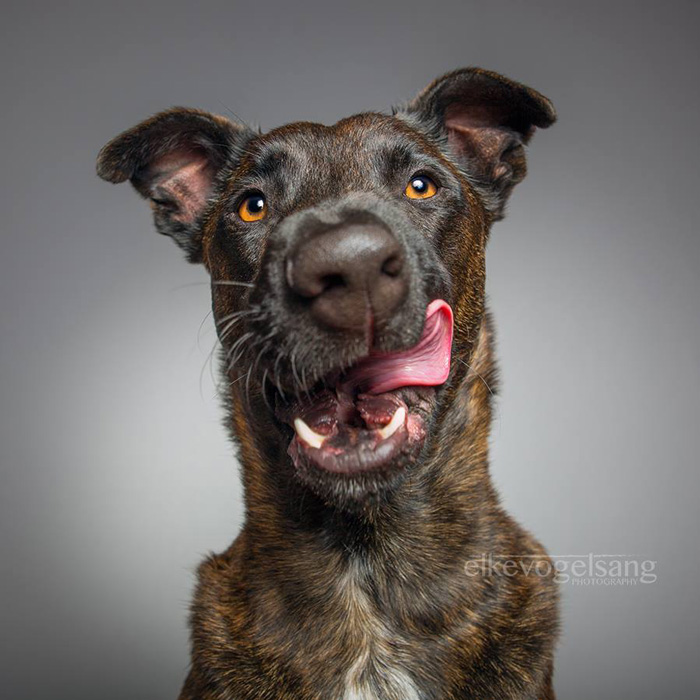 retratos-expresivos-perros-elke-vogelsang (11)