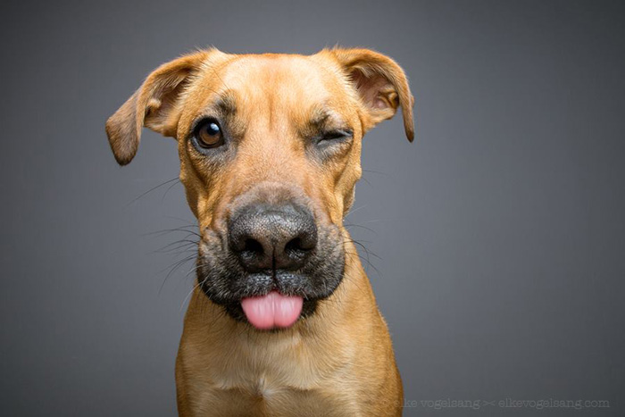 retratos-expresivos-perros-elke-vogelsang (12)