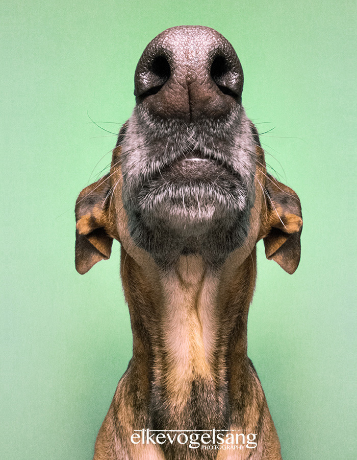 retratos-expresivos-perros-elke-vogelsang (13)
