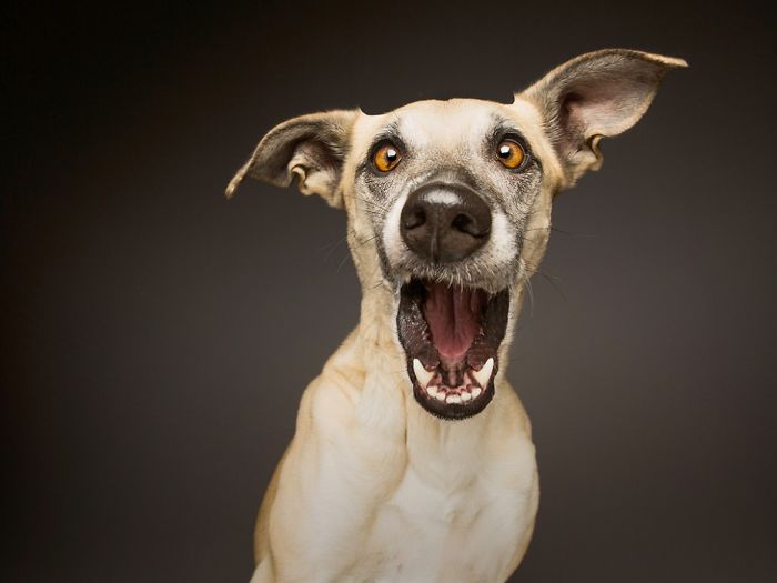 retratos-expresivos-perros-elke-vogelsang (14)