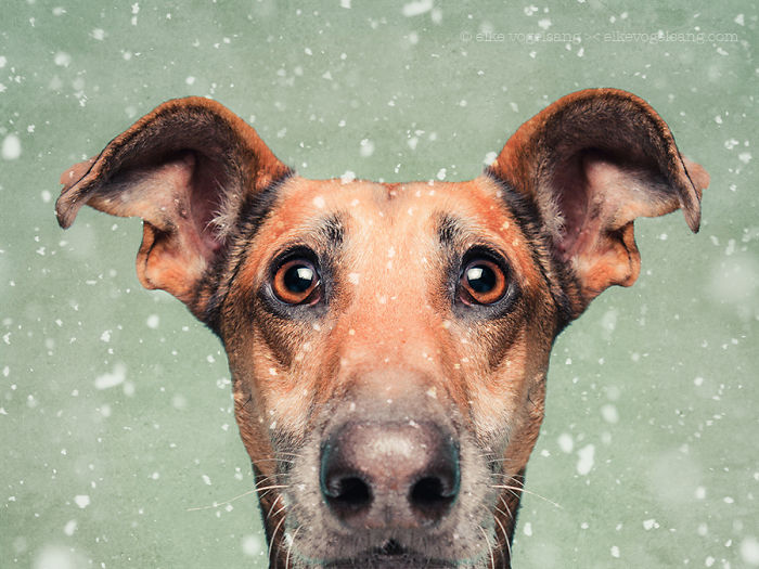 retratos-expresivos-perros-elke-vogelsang (16)