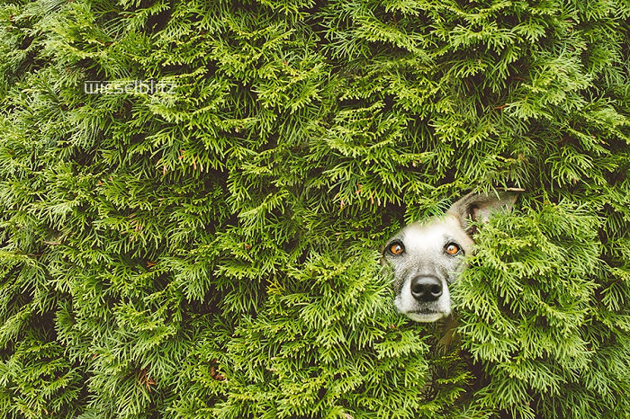 retratos-expresivos-perros-elke-vogelsang (17)