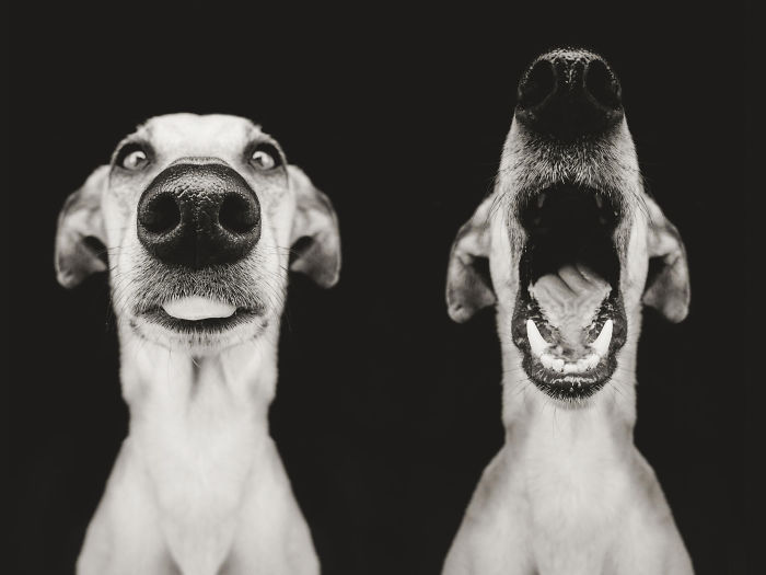 retratos-expresivos-perros-elke-vogelsang (18)