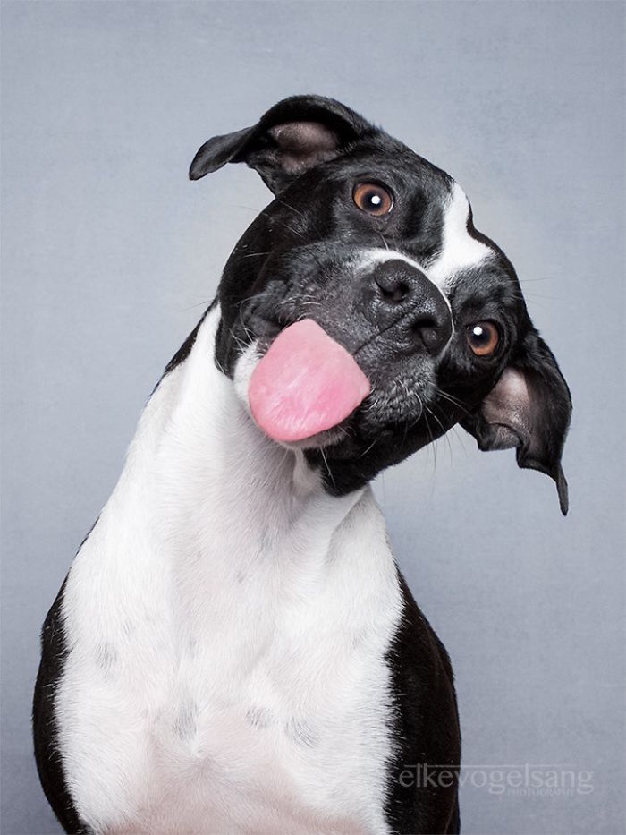 retratos-expresivos-perros-elke-vogelsang (2)