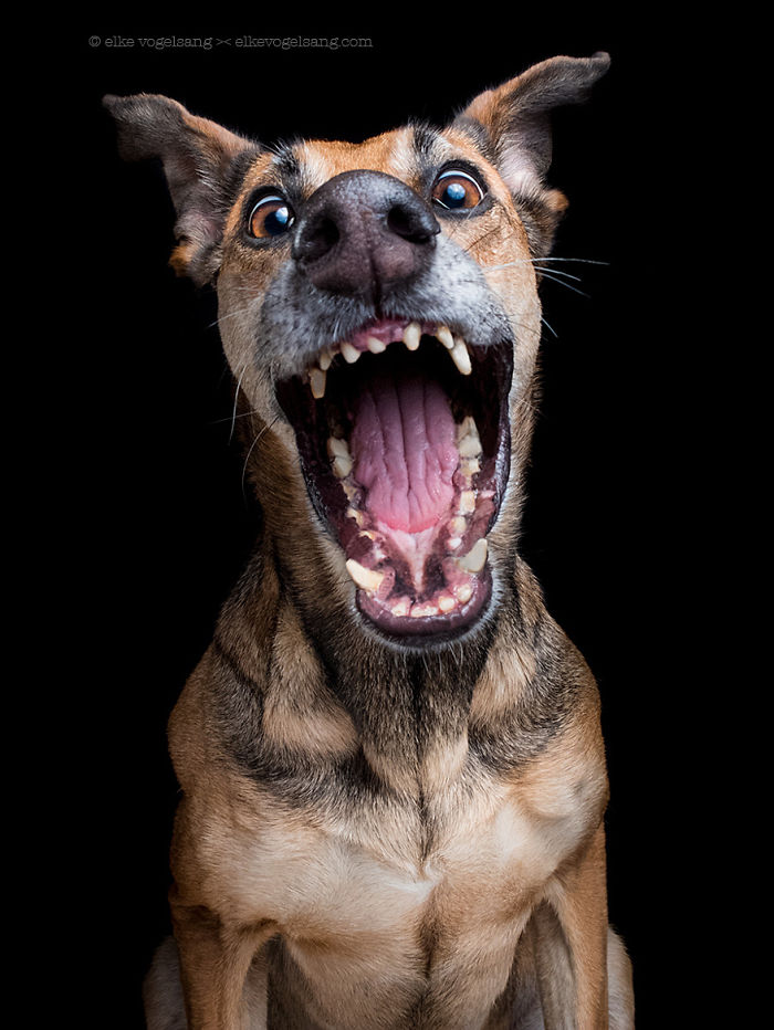 retratos-expresivos-perros-elke-vogelsang (3)