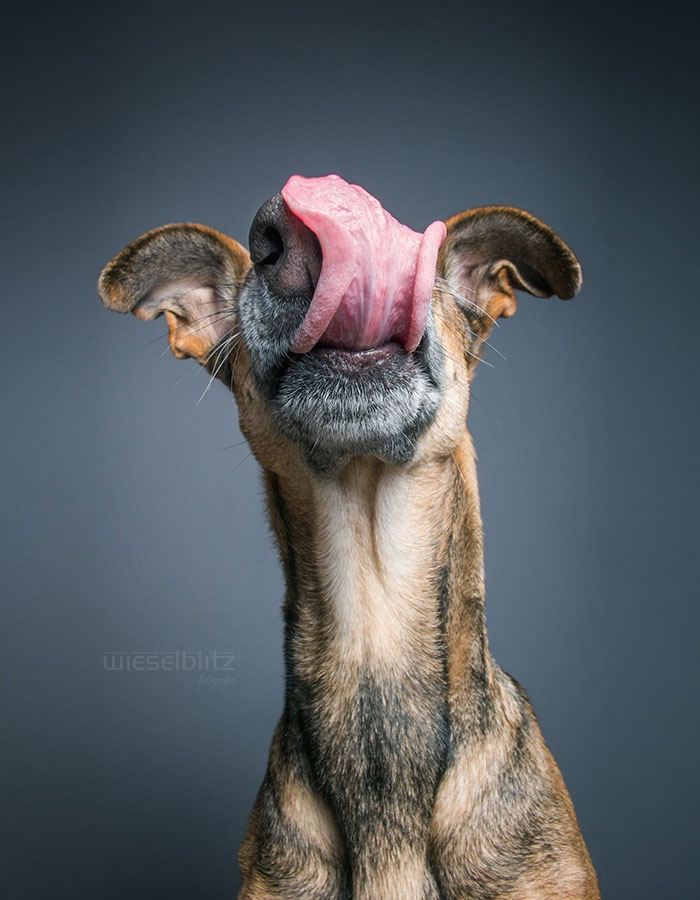 retratos-expresivos-perros-elke-vogelsang (4)