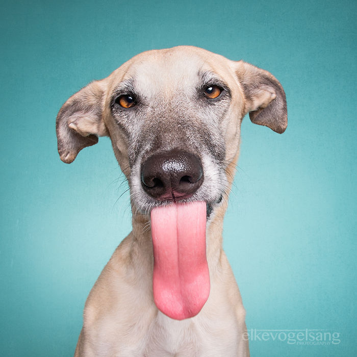 retratos-expresivos-perros-elke-vogelsang (5)
