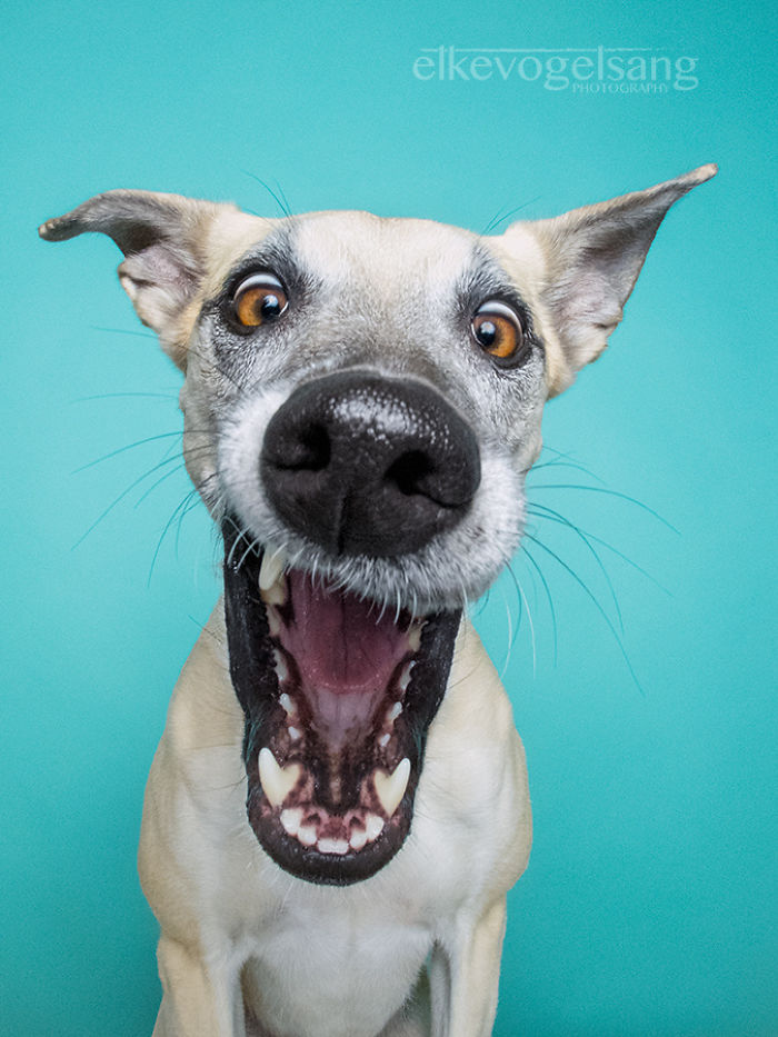 retratos-expresivos-perros-elke-vogelsang (6)