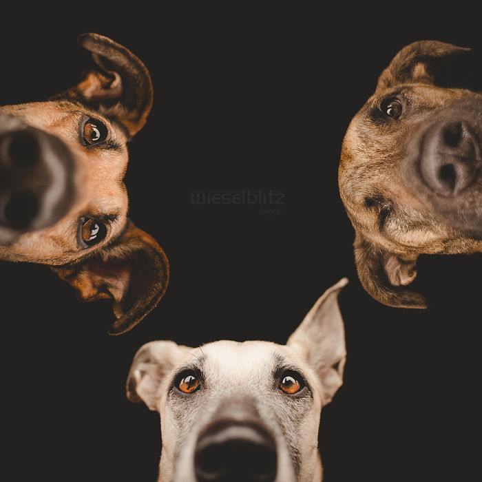 retratos-expresivos-perros-elke-vogelsang (7)