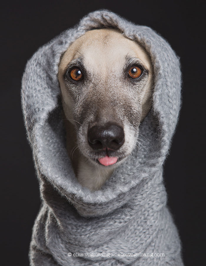 retratos-expresivos-perros-elke-vogelsang (8)