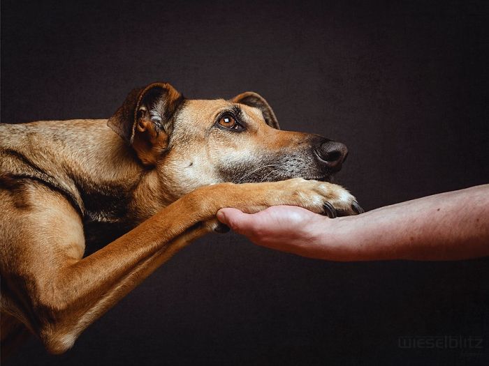retratos-expresivos-perros-elke-vogelsang (9)