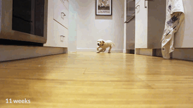 video-secuencial-cachorros-perro-creciendo-colby-bleu (1)