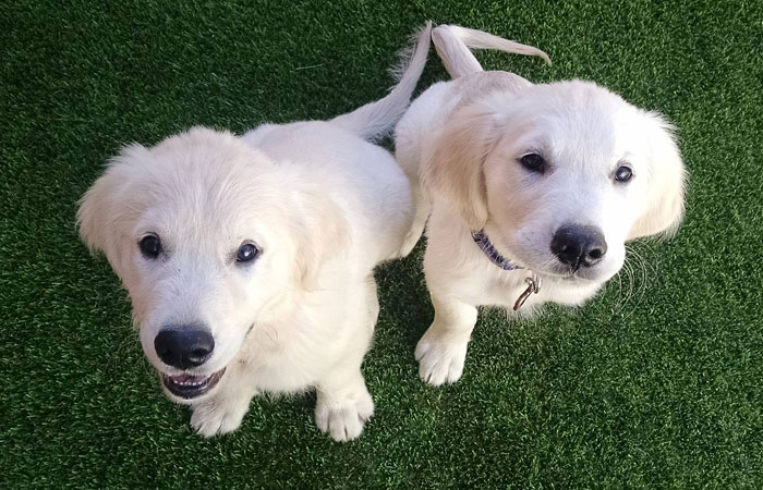 video-secuencial-cachorros-perro-creciendo-colby-bleu (1)