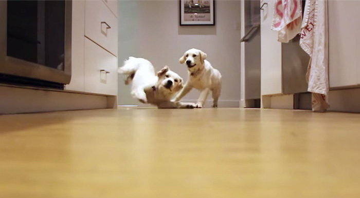Estos cachorros corren a por su cena en un vídeo secuencial de 9 meses