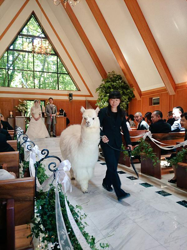 alpaca-testigo-boda-epinard-nasu-japon (1)