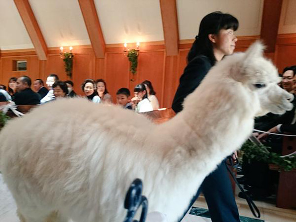 alpaca-testigo-boda-epinard-nasu-japon (2)