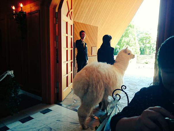alpaca-testigo-boda-epinard-nasu-japon (3)