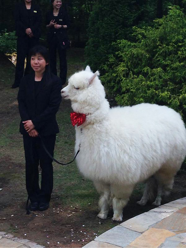 alpaca-testigo-boda-epinard-nasu-japon (4)