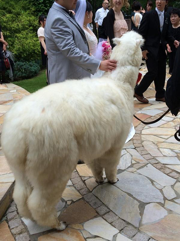 alpaca-testigo-boda-epinard-nasu-japon (5)