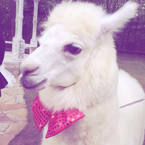 alpaca-testigo-boda-epinard-nasu-japon (6)