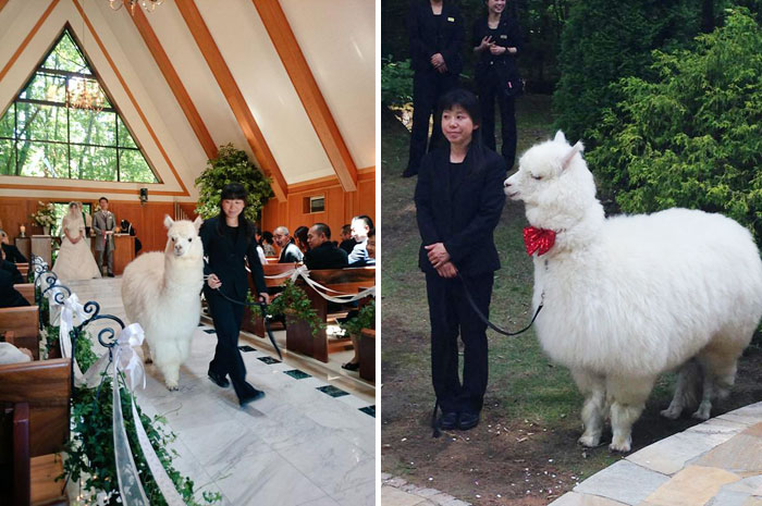 Este salón de bodas en Japón alquila alpacas para hacer de testigos en las bodas