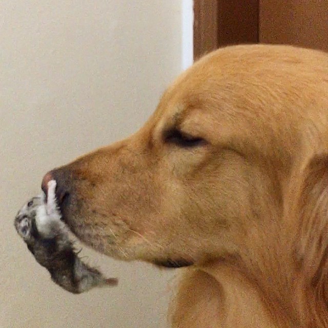 amistad-animal-bob-perro-pajaros-hamster (14)