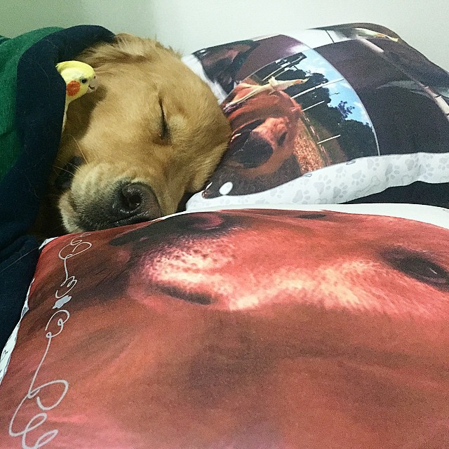 amistad-animal-bob-perro-pajaros-hamster (23)