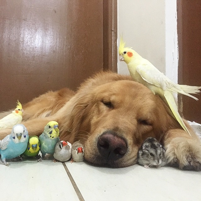 Un perro, 8 pájaros y un hamster son los mejores y más inusuales amigos