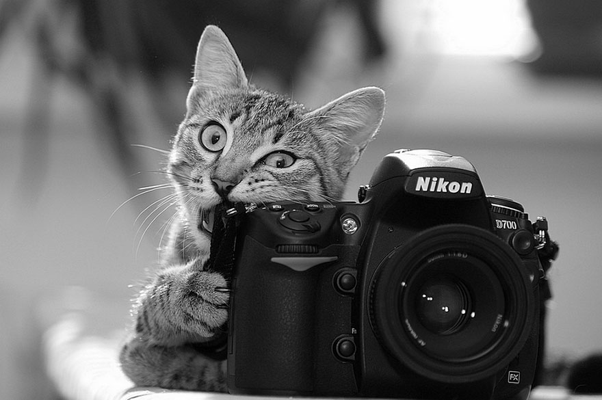 animales-camara-ayudando-fotografos (13)