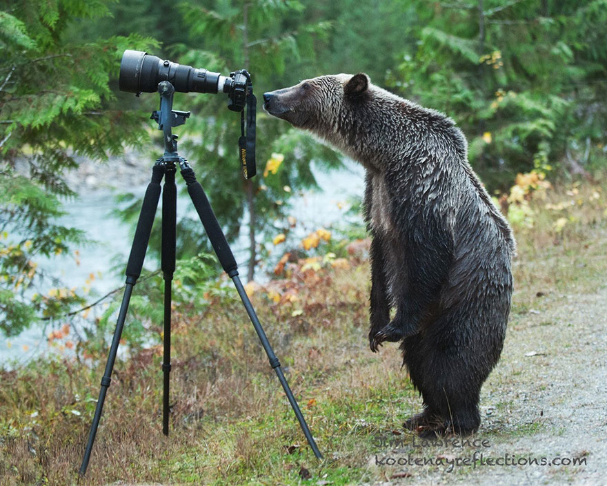 animales-camara-ayudando-fotografos (14)