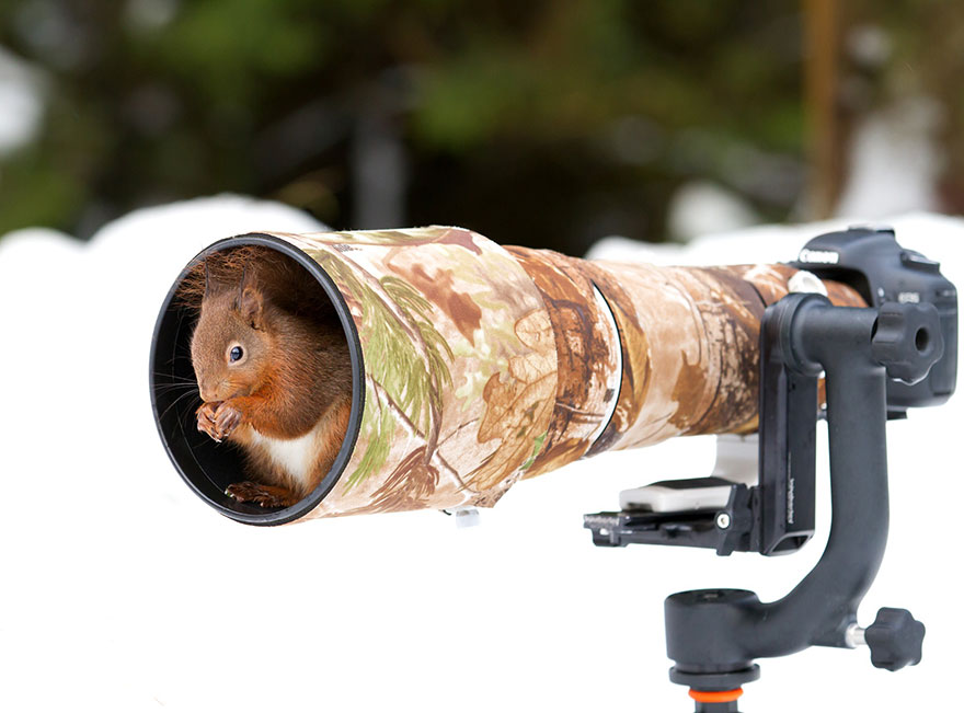 animales-camara-ayudando-fotografos (16)