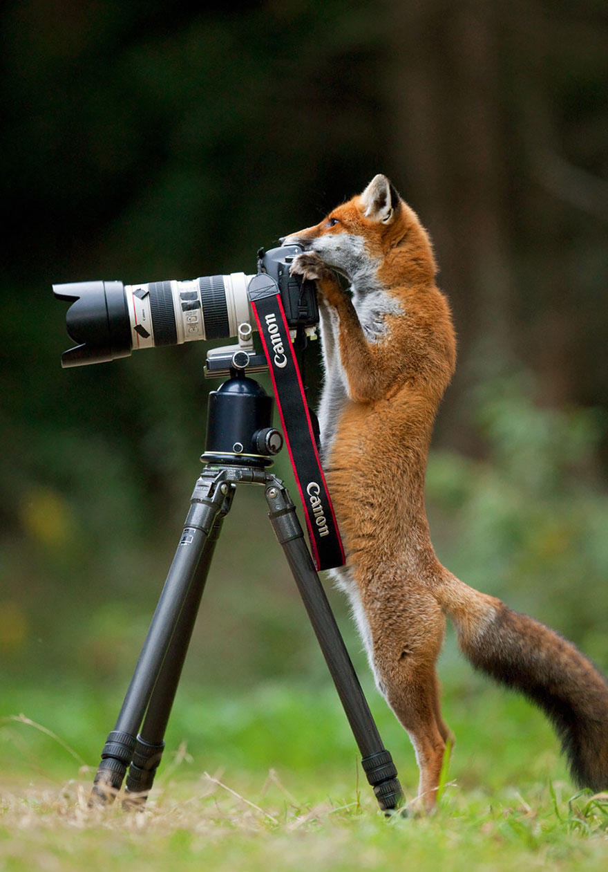 animales-camara-ayudando-fotografos (18)