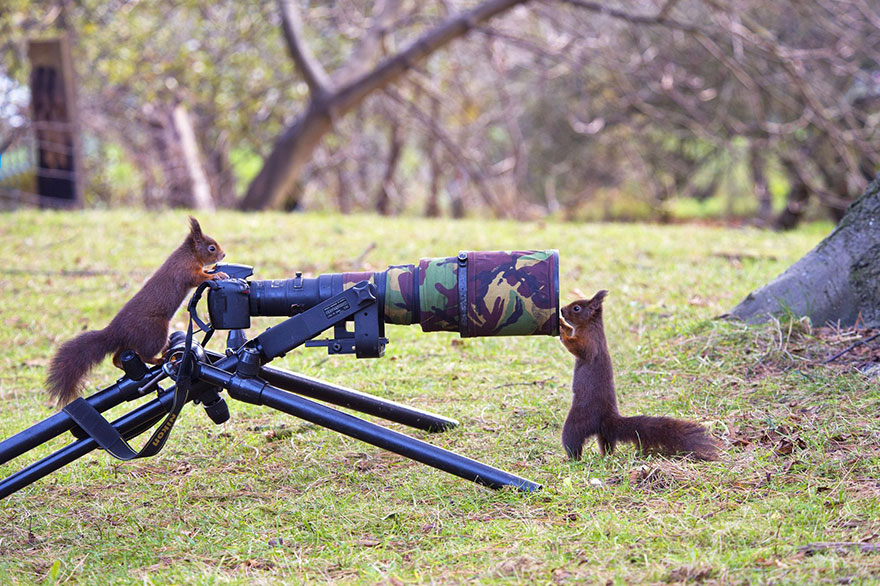 animales-camara-ayudando-fotografos (19)