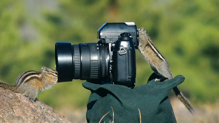 animales-camara-ayudando-fotografos (2)