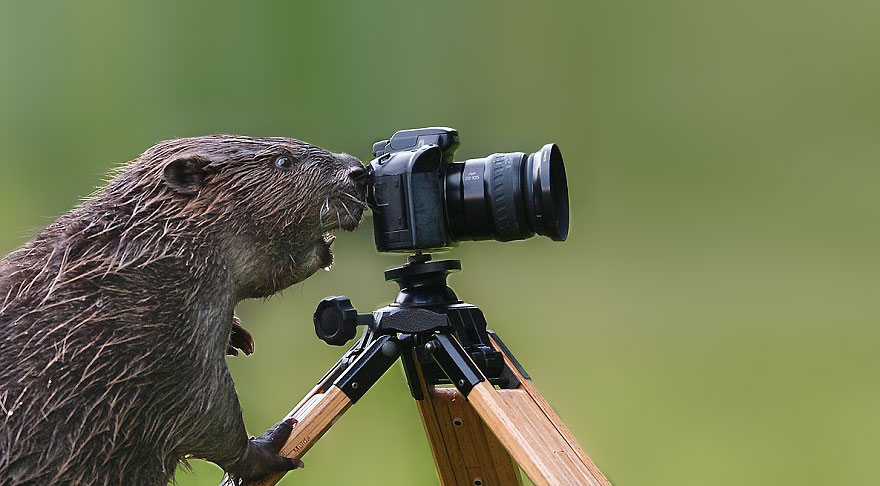 animales-camara-ayudando-fotografos (22)