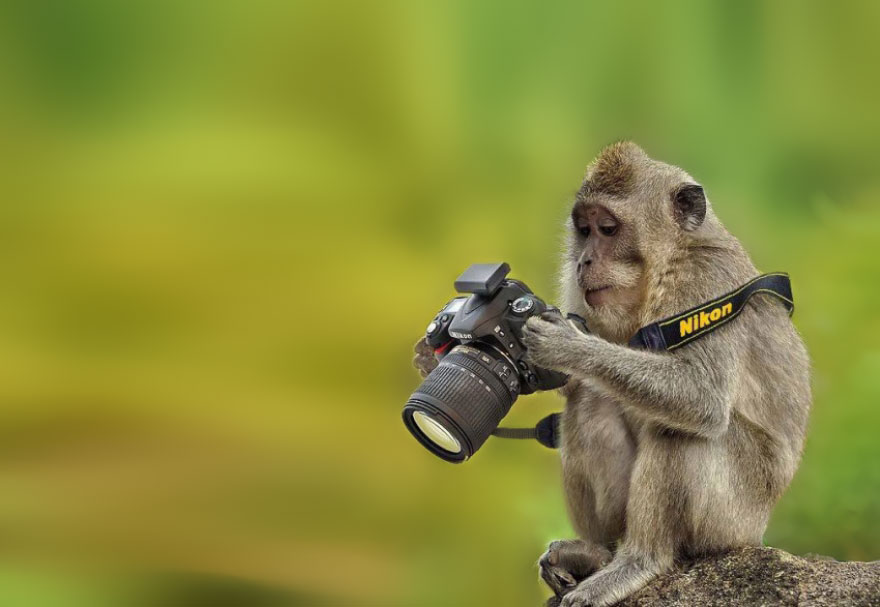 animales-camara-ayudando-fotografos (23)
