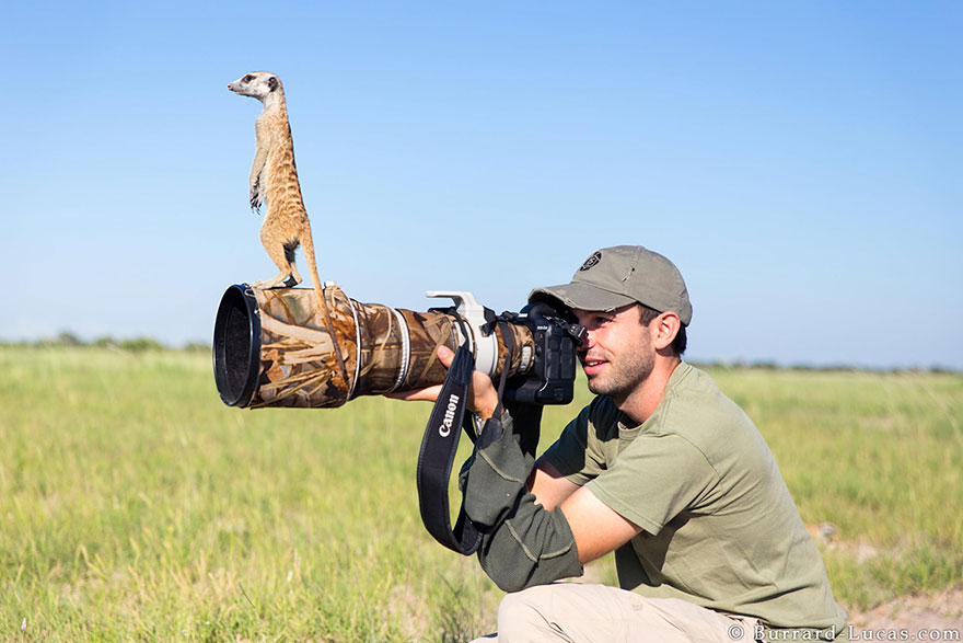 animales-camara-ayudando-fotografos (28)