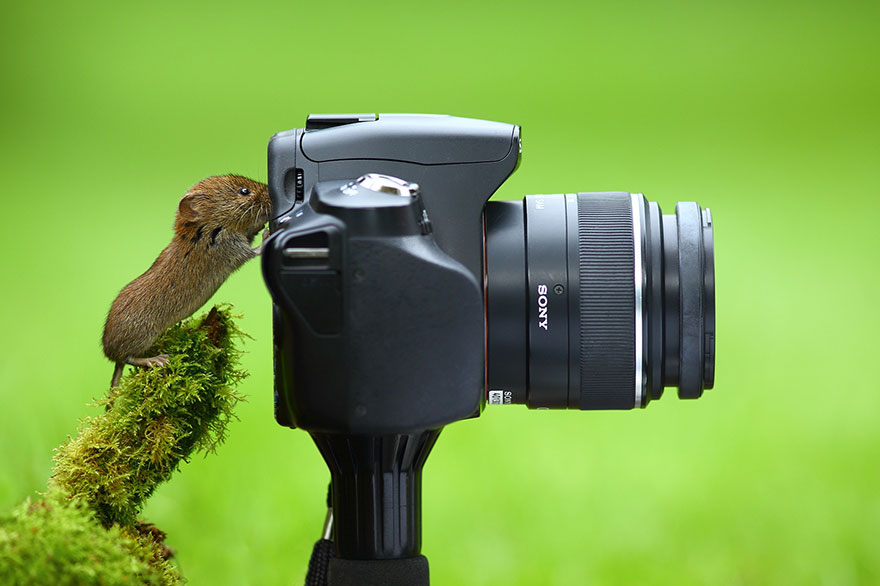 animales-camara-ayudando-fotografos (29)