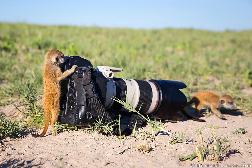 animales-camara-ayudando-fotografos (30)