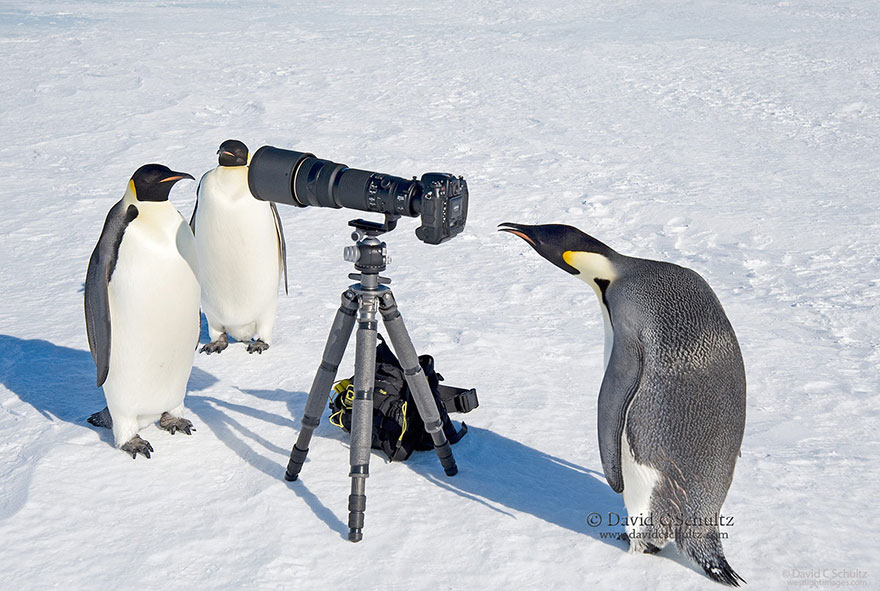 animales-camara-ayudando-fotografos (31)