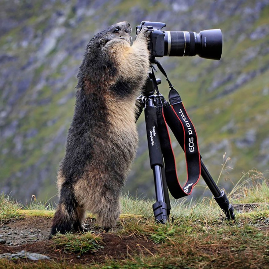 animales-camara-ayudando-fotografos (5)