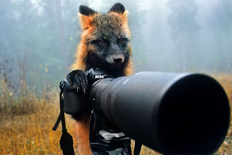 animales-camara-ayudando-fotografos (6)