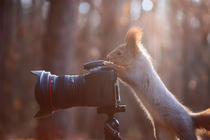 animales-camara-ayudando-fotografos (7)