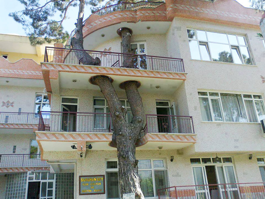arquitectura-alrededor-arboles (5)