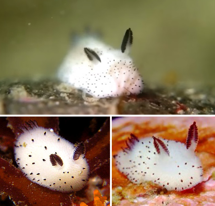 Conejitos de mar: en Japón adoran a estas esponjosas babosas marinas