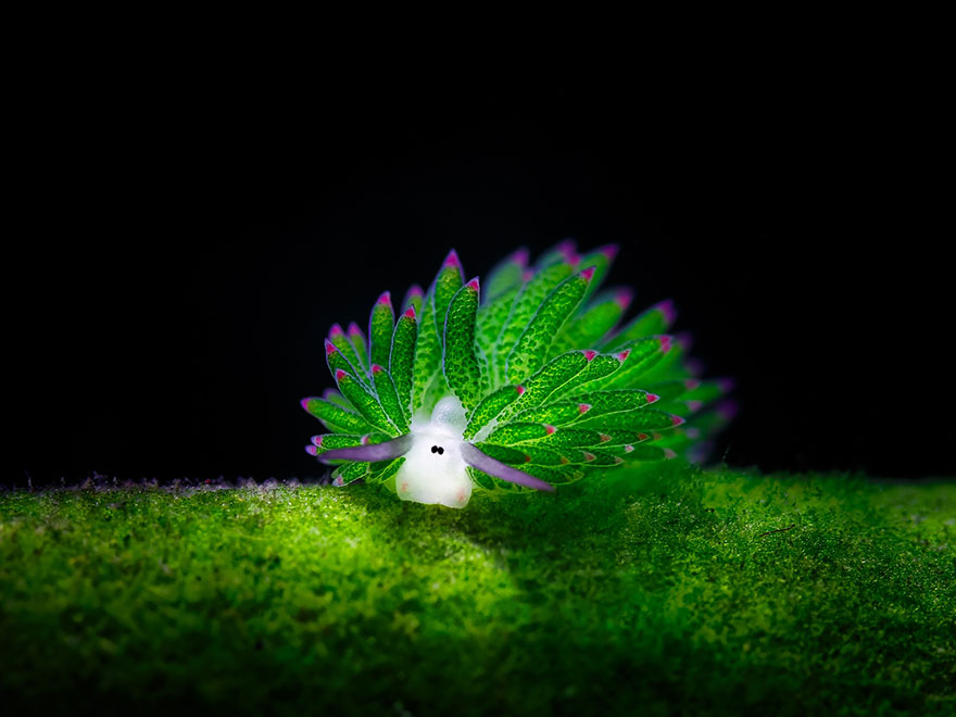 babosa-marina-oveja-hoja-costasiella-kuroshimae (1)