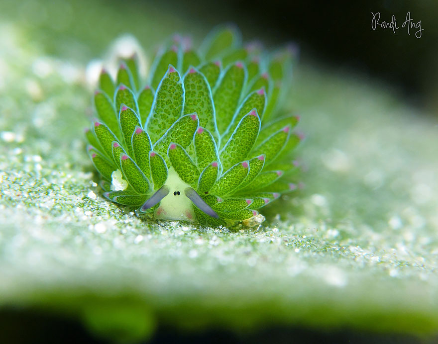 babosa-marina-oveja-hoja-costasiella-kuroshimae (3)