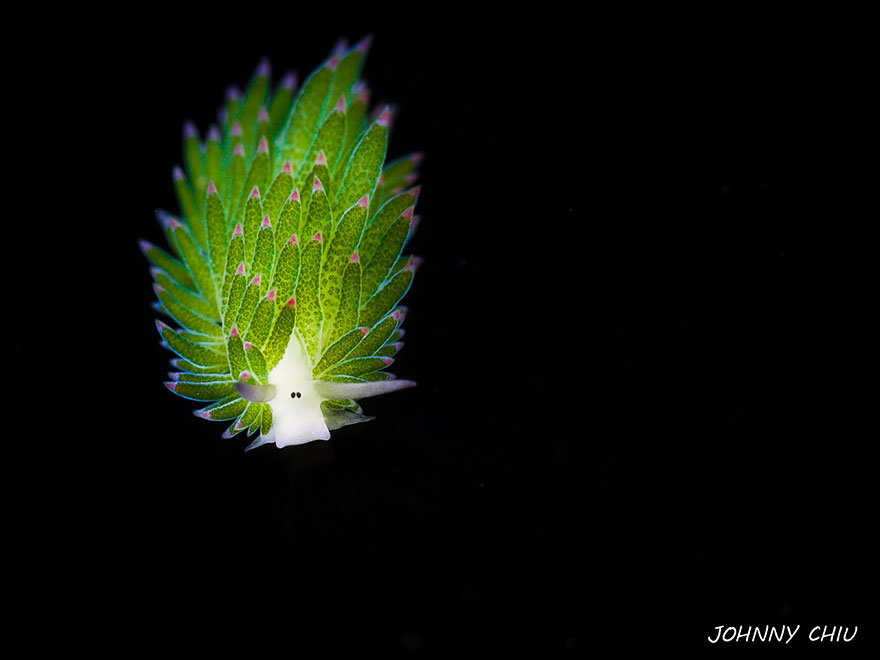 babosa-marina-oveja-hoja-costasiella-kuroshimae (4)