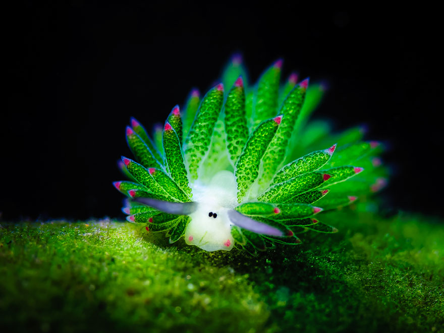 babosa-marina-oveja-hoja-costasiella-kuroshimae (5)