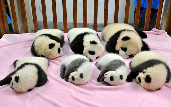 base-investigacion-chengdu-guarderia-osos-panda (1)